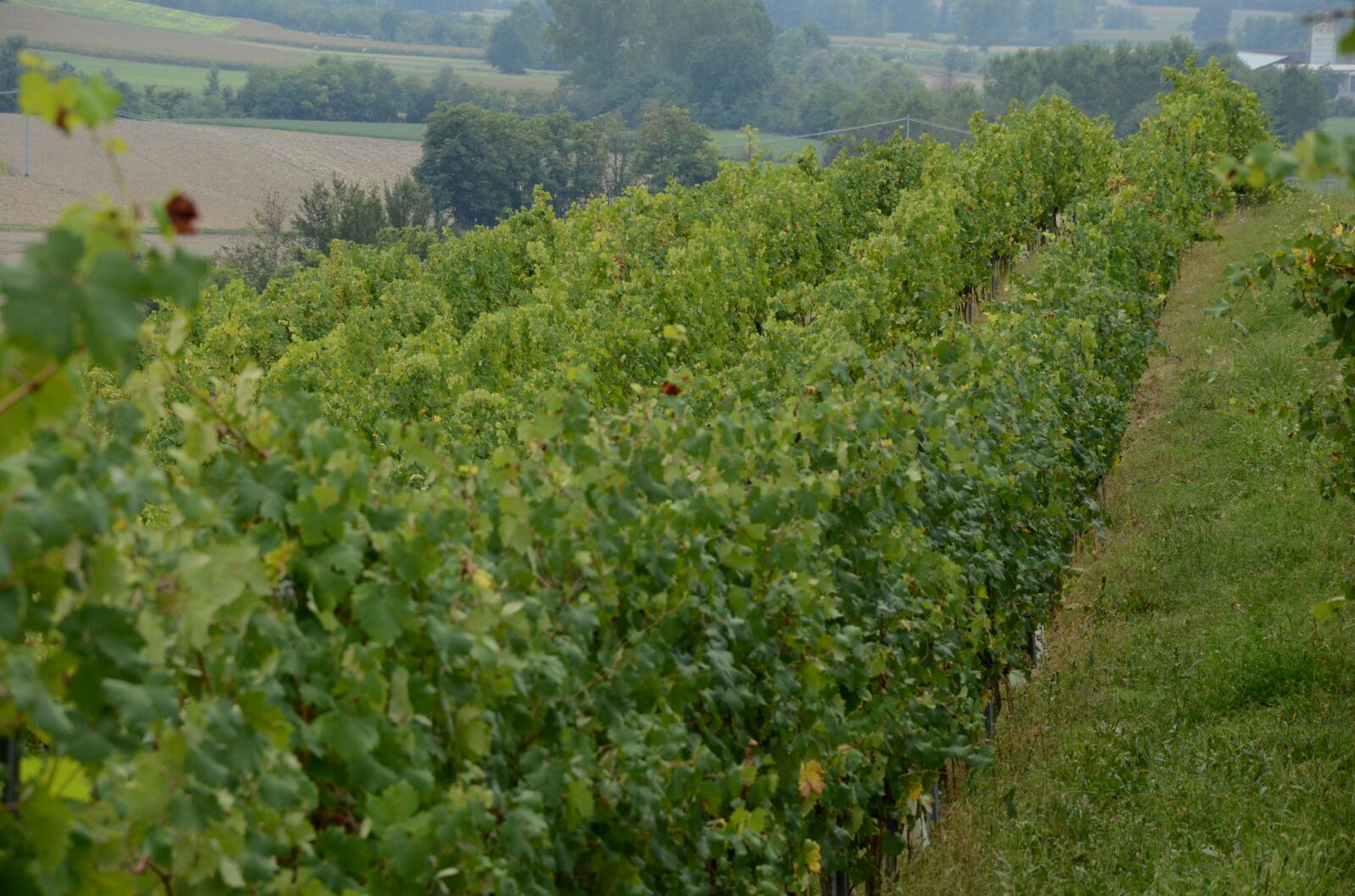 IMG-20160907-WA0000 (003)